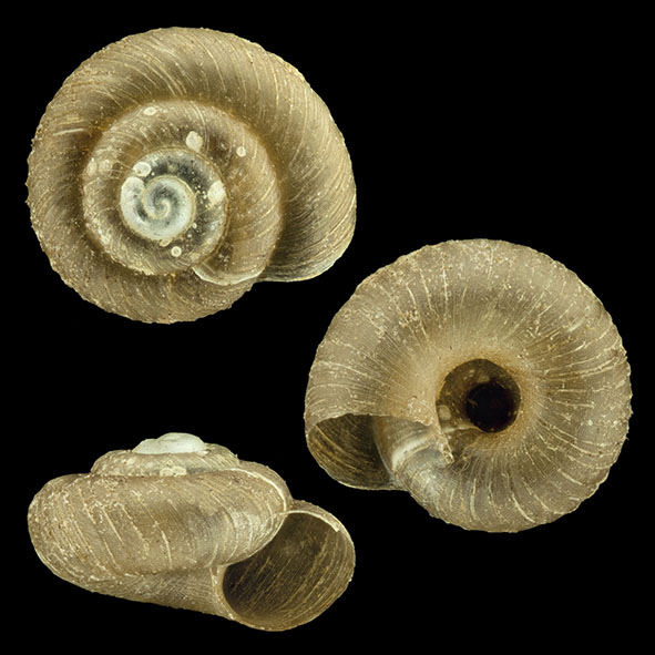 IMG_detallada/Paralaoma servilis.jpg